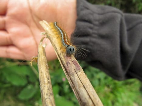 Lackey Moth caterpillar on branch with human hand in the background