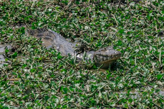 A solitary Caiman in the Pantanal, Mato Grosso Do Sul, Brazil