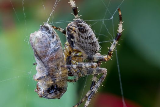 A Common Garden Spider wraps up a caught bee in it's web
