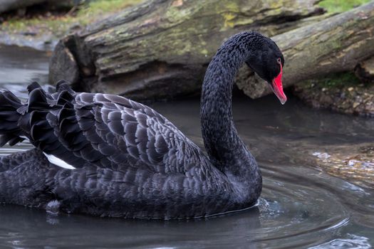 Black swan, cygnus atratus, on a lake