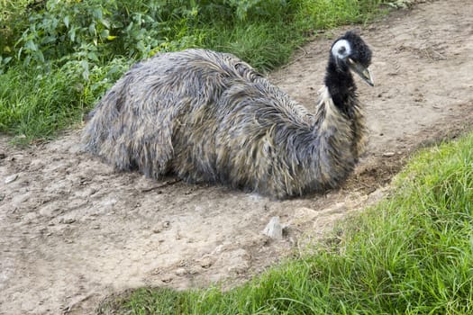 Emu resting in a zoo