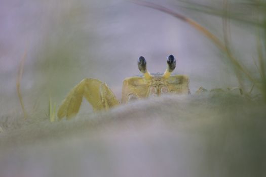 Atlantic Ghost Crab on Treasure Beach, Jamaica