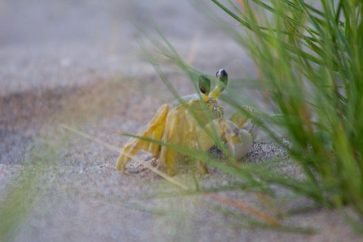 Atlantic Ghost Crab on Treasure Beach, Jamaica