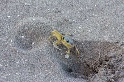 Atlantic Ghost Crab on Treasure Beach, Jamaica