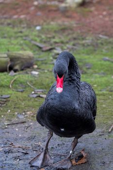 Black Swan, cygnus atratus, in the UK