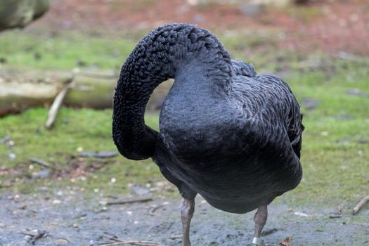 Black Swan, cygnus atratus, preening