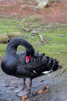 Black Swan, cygnus atratus, preening