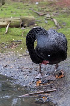 Black Swan, cygnus atratus, preening