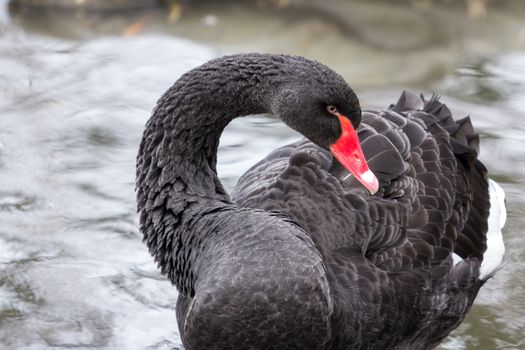 Black Swan, cygnus atratus, in the UK