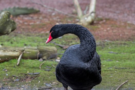 Black Swan, cygnus atratus, in the UK