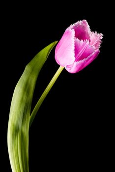 Closeup of a pink fringed tulip, tulipa crispa, on black background