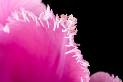 Macro of a pink fringed tulip, tulipa crispa, on black background