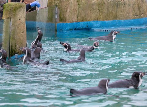 Penguins being fed fish at the zoo