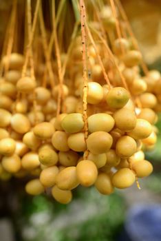 Date palm yellow fruit On a blurred background