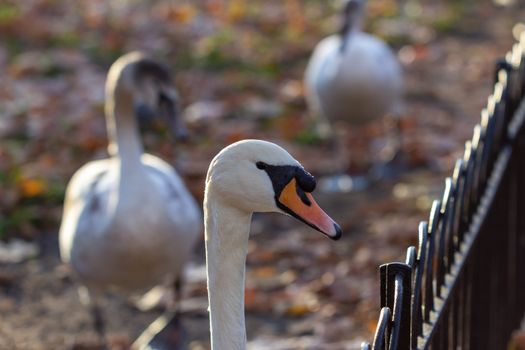 Swans in a park in London, UK