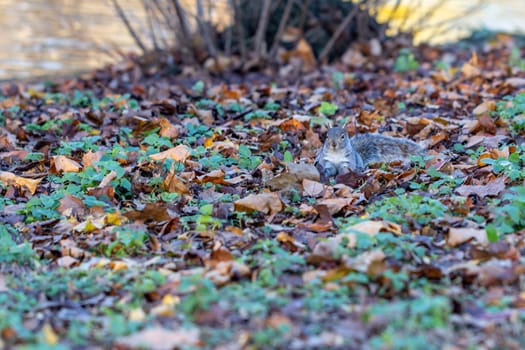 Grey squirrel foraging in autumn leaves