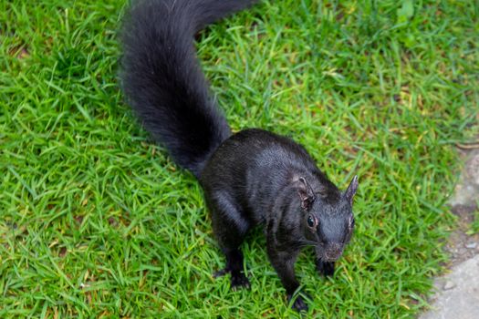 The Black Squirrel is a natural mutation of the Eastern Grey Squirrel found throughout North America