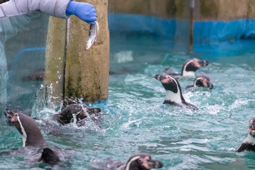 Penguins being fed fish at the zoo