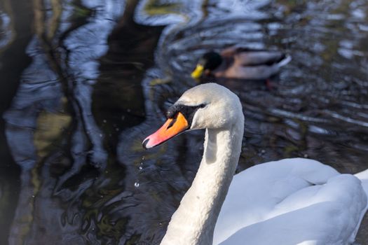 Close up shot of white swan swimming in lake