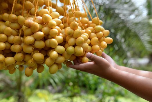 Both hands of children Holding the date palm On a blurred background