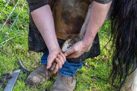 Farrier working on the hooves of a Shetland Pony on a farm in England, UK