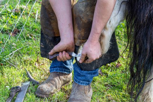 Farrier working on the hooves of a Shetland Pony on a farm in England, UK