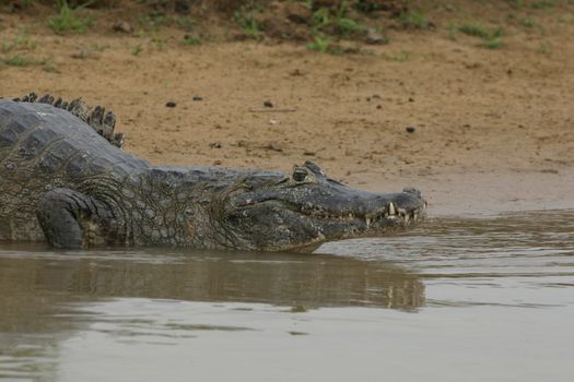 Large Caiman in the Pantanal region of Brazil