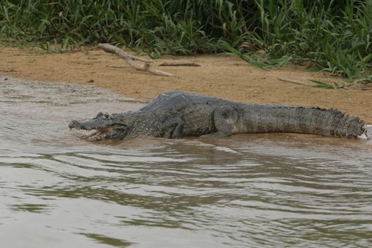 Large Caiman in the Pantanal region of Brazil