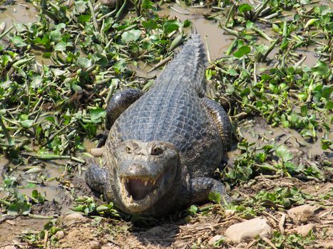 Large Caiman in the Pantanal region of Brazil