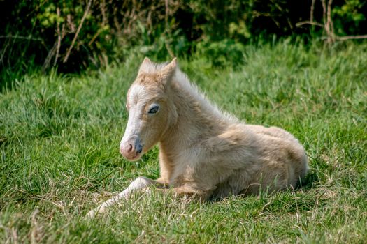 Young foal lying down in a field