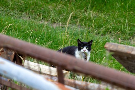 A farm cat with a caught rodent in it's mouth