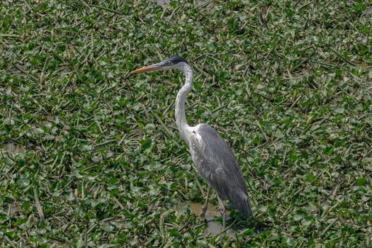 A Cocoi Heron wading through the swamps of the Pantanal Wetlands in Brazil