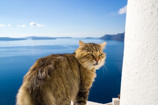 Cat of Santorini island in Greece