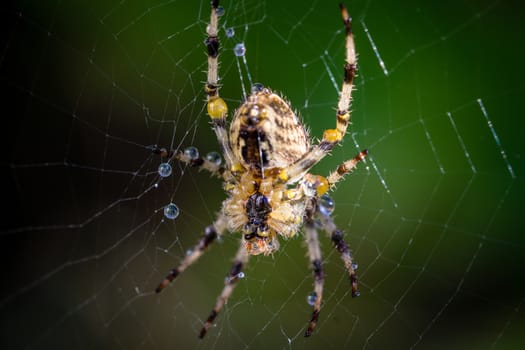 A wet Garden Spider (araneus diadematus) poised on it's web with water droplets