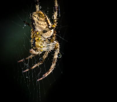 A wet Garden Spider (araneus diadematus) poised on it's web with water droplets