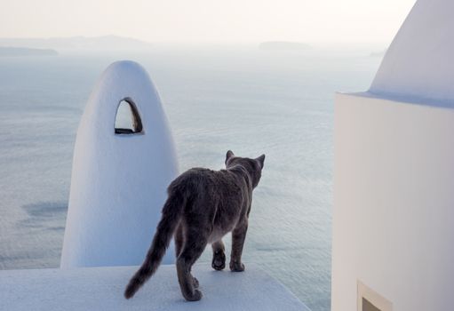 Cat of Santorini island in Greece