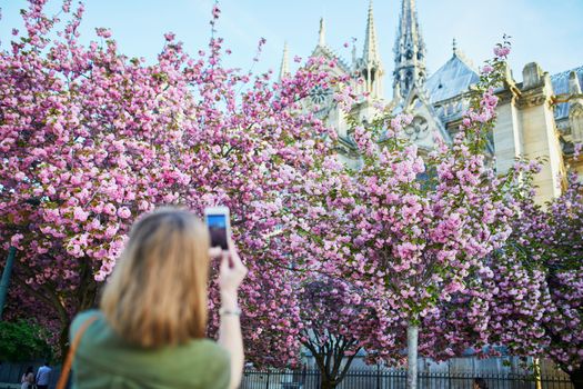 Tourist taking photo of cherry blossom near Notre-Dame Cathedral in Paris on a spring day