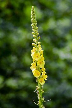 Close up of Reseda luteola, known as dyer rocket, dyer weed, solder, wood and yellow weed