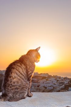 Cat watching the sunset in  Oia in Santorini Greece