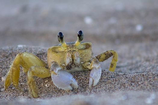 Atlantic ghost crab (Ocypode quadrata) on Treasure Beach, Jamaica