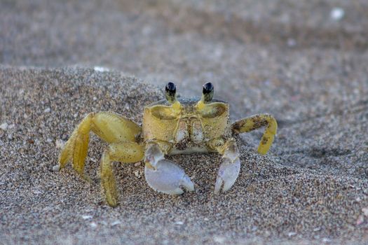 Atlantic ghost crab (Ocypode quadrata) on Treasure Beach, Jamaica
