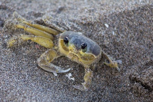 Atlantic ghost crab (Ocypode quadrata) on Treasure Beach, Jamaica