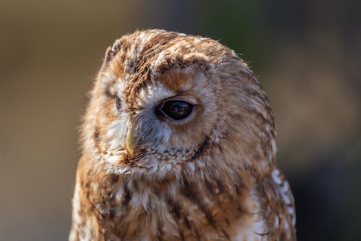 Close up portrait of a Tawny Owl (strix aluco) at the British Wildlife Centre, Lingfield,Surrey England, United Kingdom