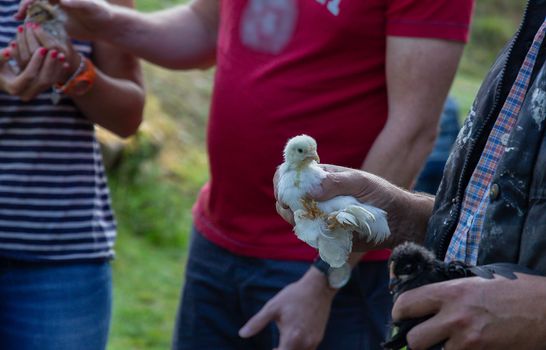 A small chick being held by children on a farm