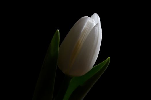 A single white tulip on a black background