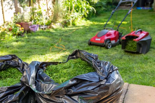 Mowing a household garden lawn with black bag of grass clippings