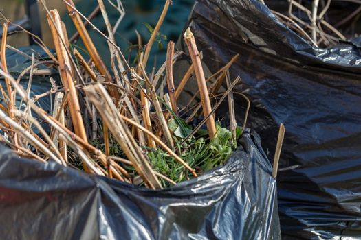 Black bags of garden waste in a residential setting