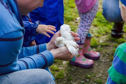A small chick being held by children on a farm