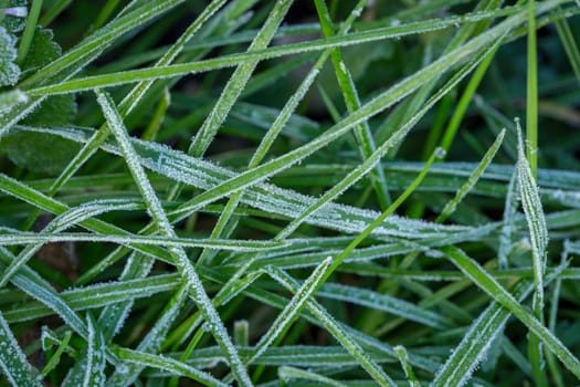 Ice crystals (hoar frost) on green blades of grass