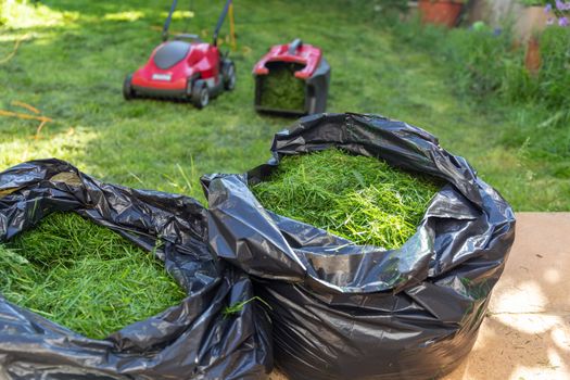 Mowing a household garden lawn with black bag of grass clippings